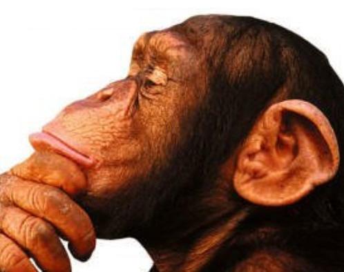 Macaco velho não mete a mão em cumbuca? – I O Chato