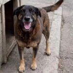 Orelha, ou a hipocrisia seletiva